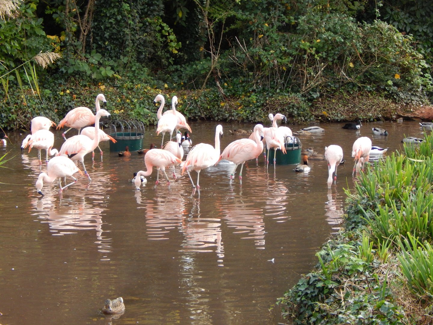 Flamingo and waterfowl enclosure - Chilean flamingos 201121