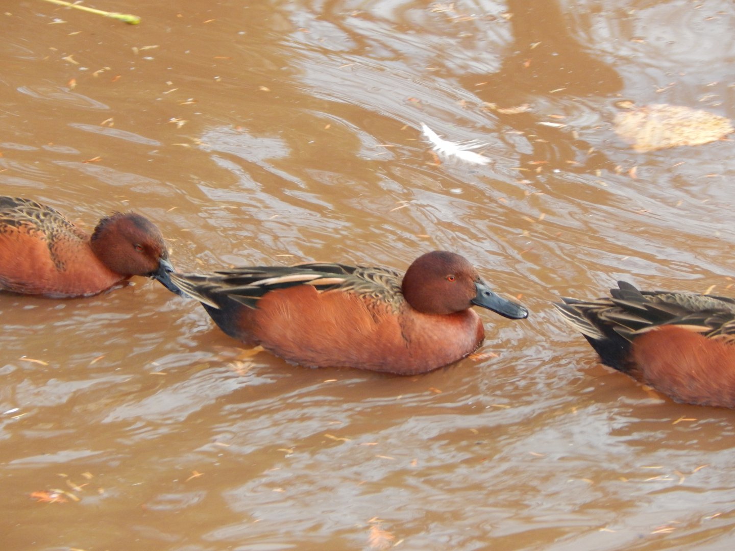 Flamingo and waterfowl enclosure - Cinnamon teals 201121
