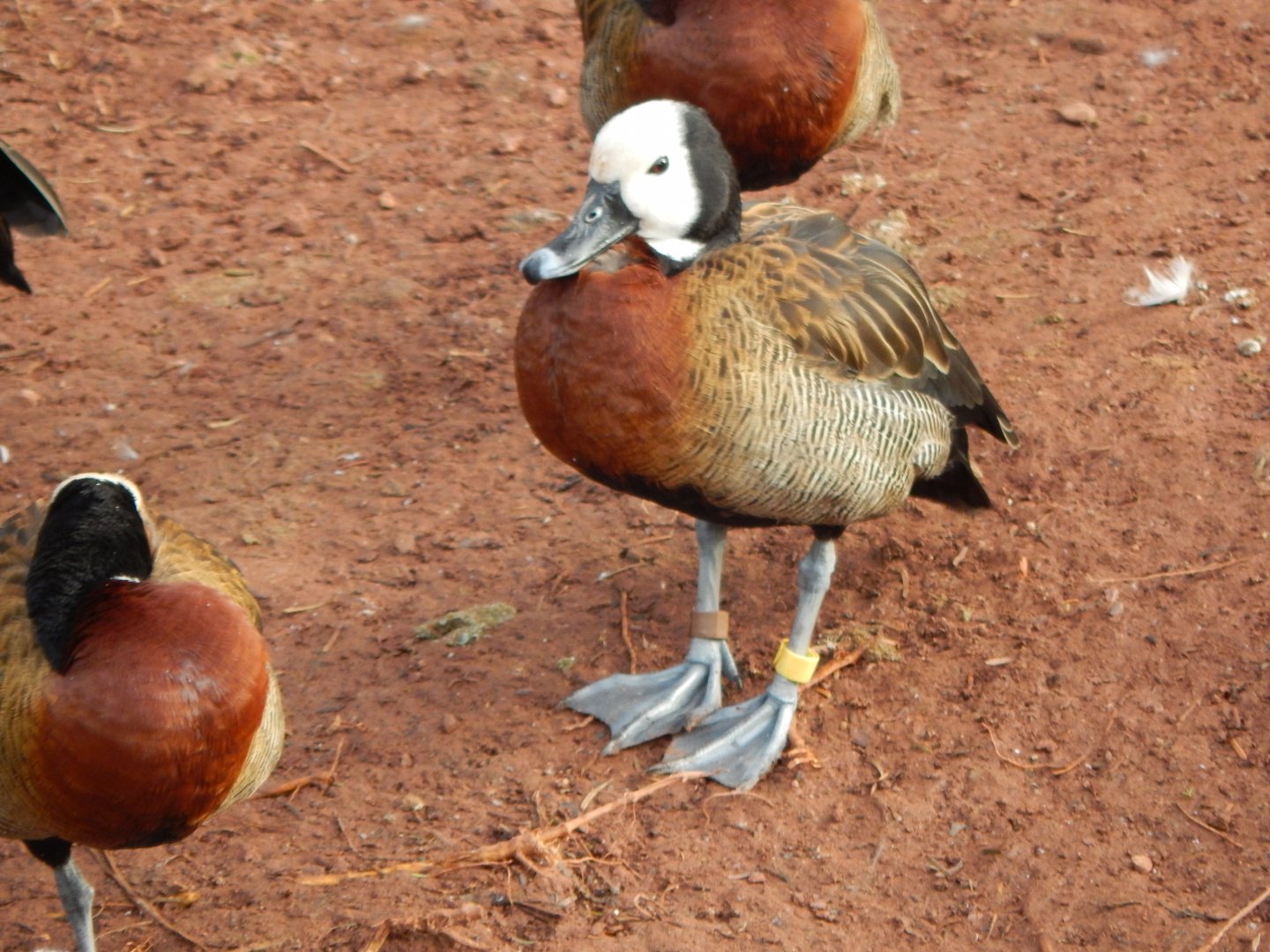 Flamingo and waterfowl enclosure - White-faced whistling duck 201121