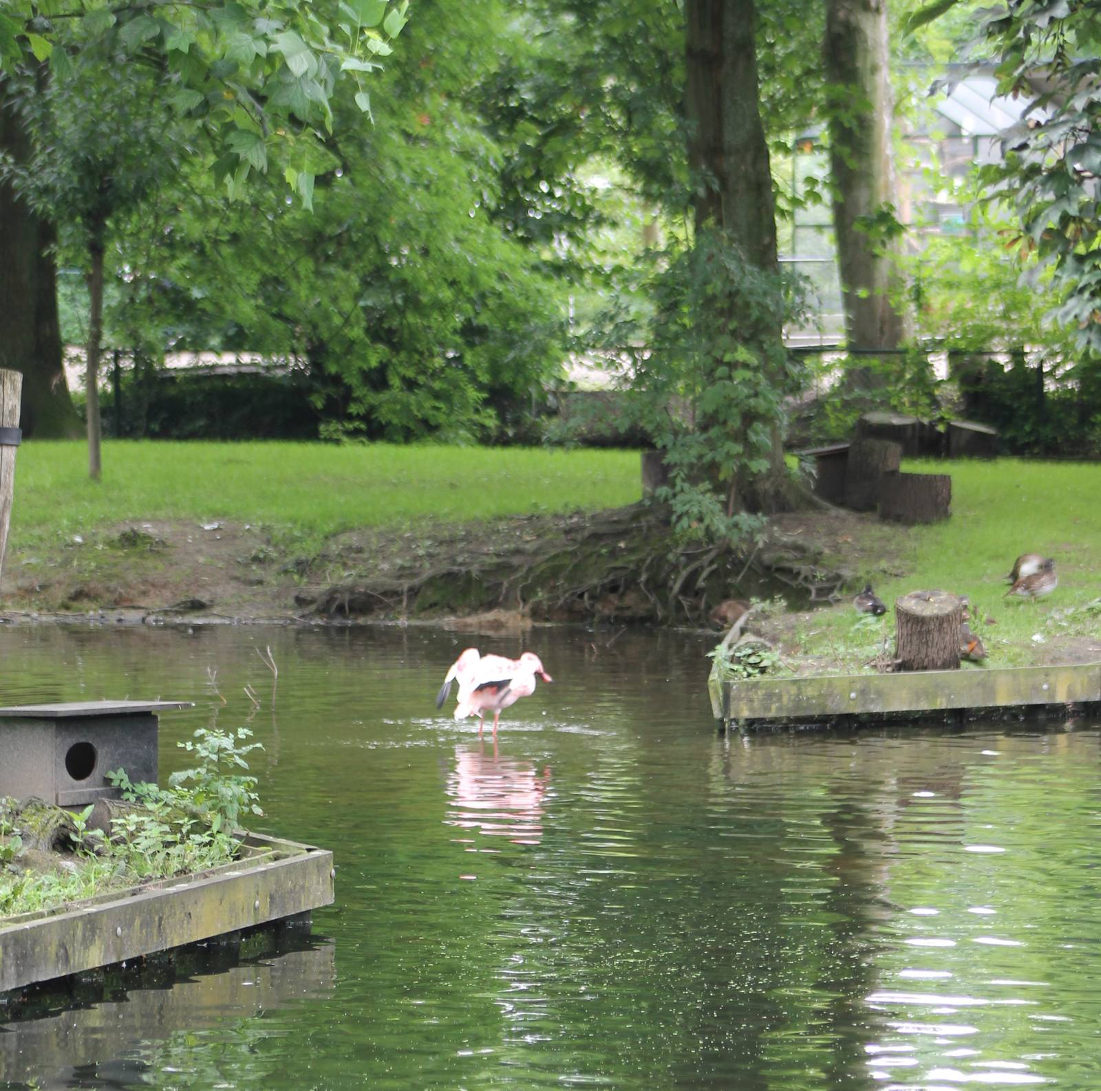 Flamingo and waterfowl enclosure