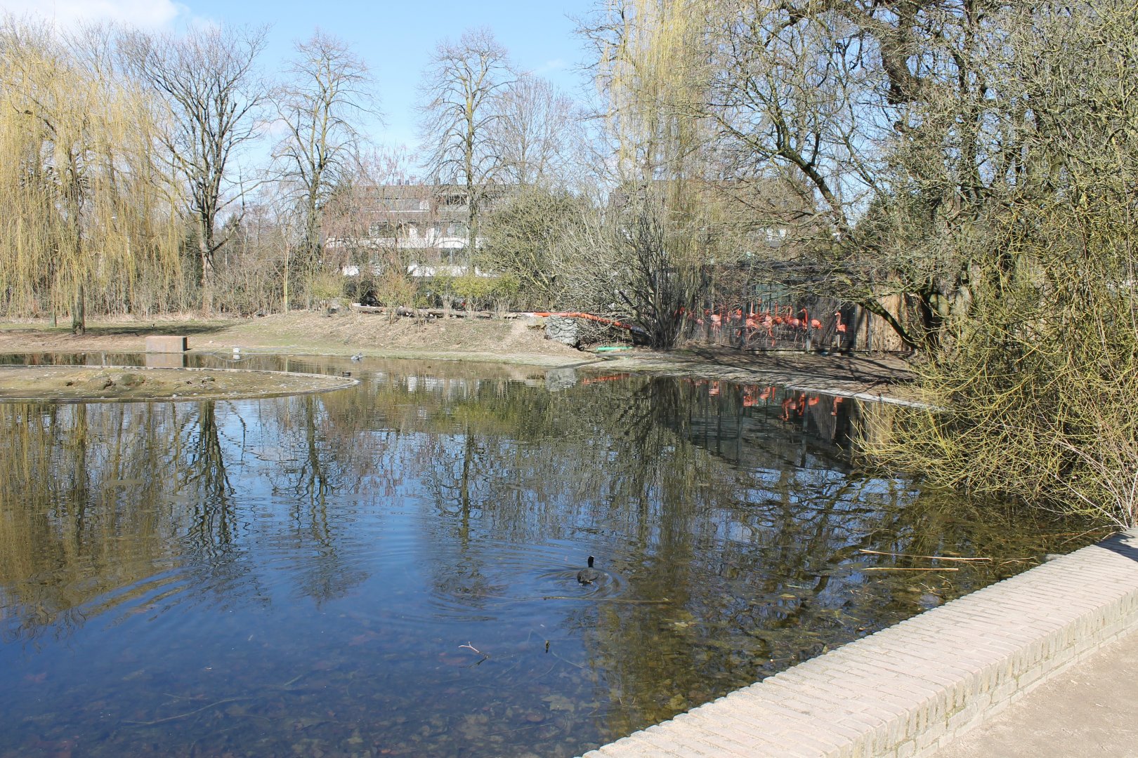 Flamingo and waterfowl-enclosure