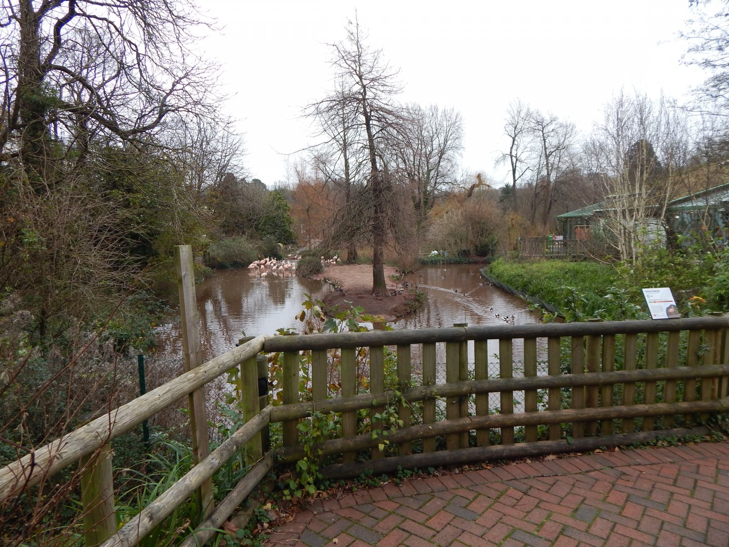 Flamingo and waterfowl exhibit 111224