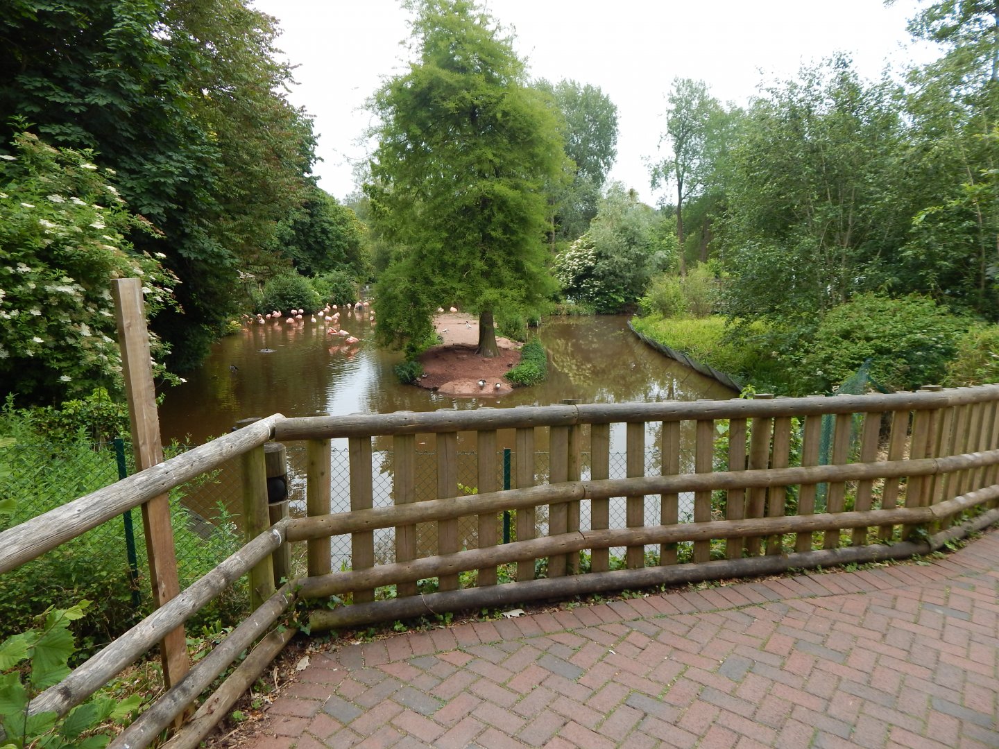 Flamingo and waterfowl exhibit 130624