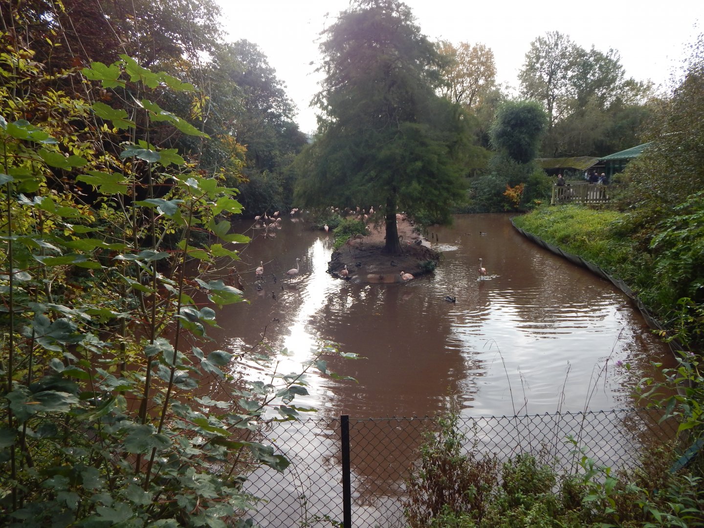Flamingo and waterfowl exhibit 181020