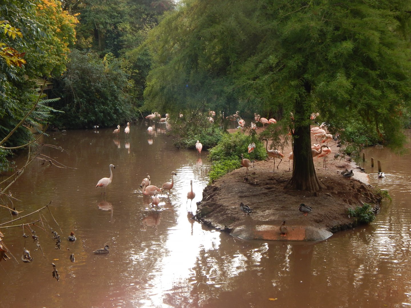 Flamingo and waterfowl exhibit 181020