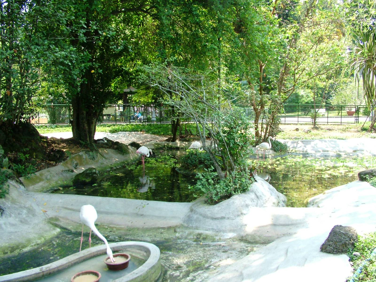 Flamingo and Waterfowl Exhibit at Saigon Zoo, 16/03/12