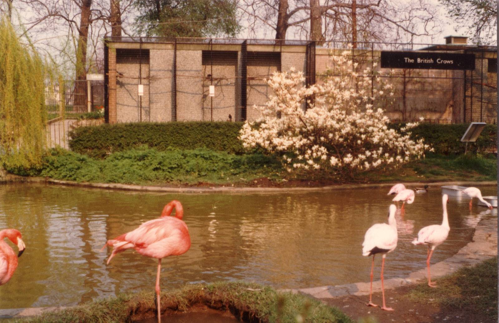 Flamingo, April 1978