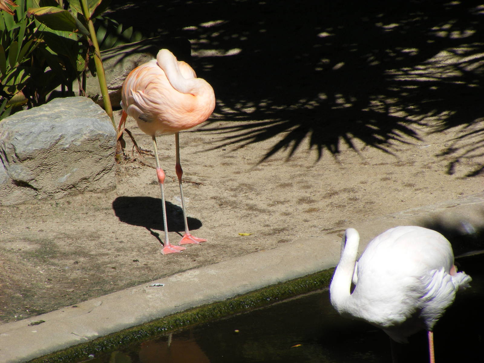 Flamingo - April, 2010