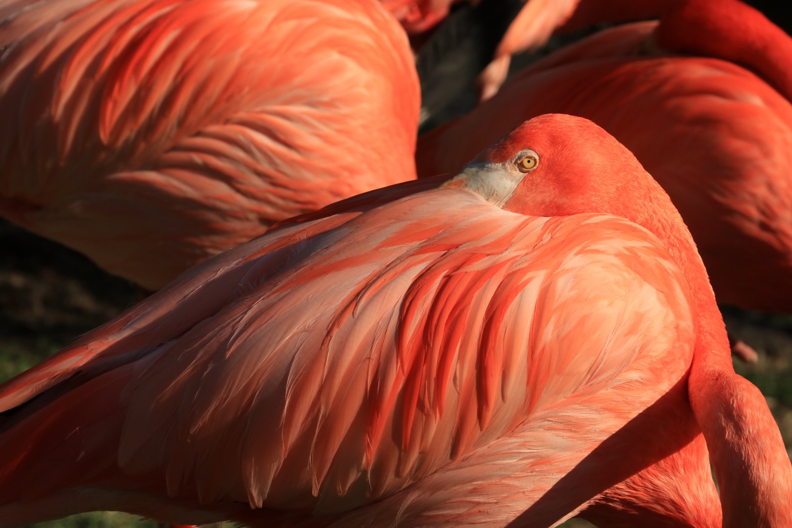 Flamingo (April 2019)