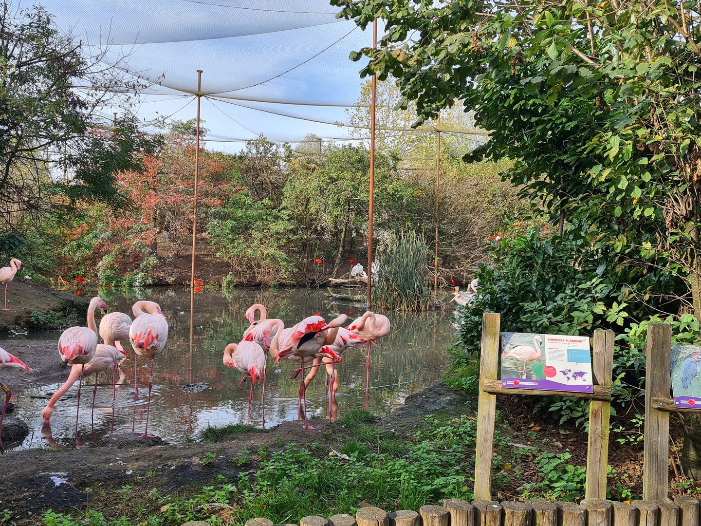 Flamingo area in Vogelrijk (Realm of birds)