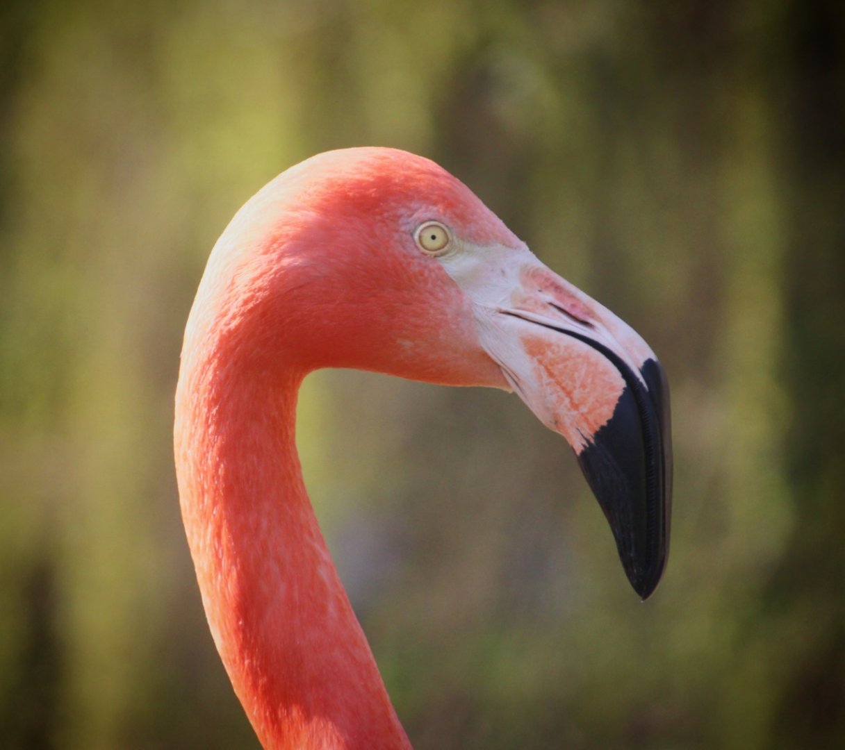 Flamingo at Dudley Zoo