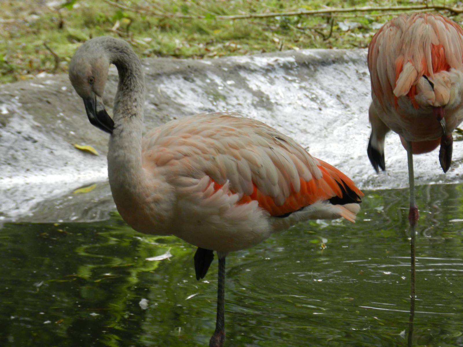 Flamingo at Flamingo Land - 14/10/2012