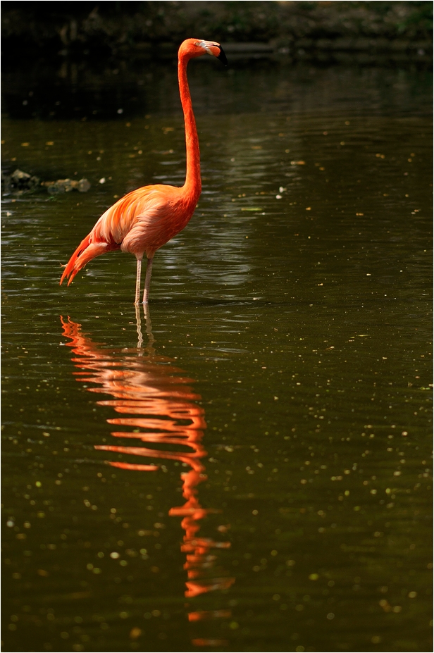 Flamingo at Köln Zoo