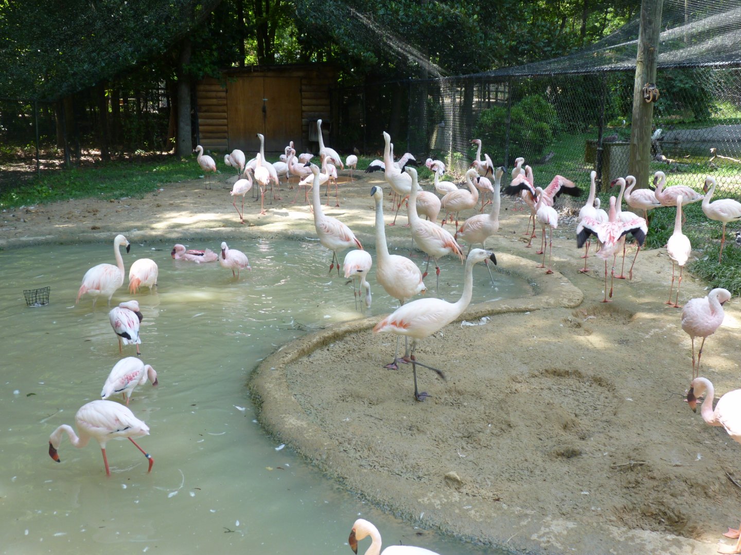 Flamingo avairy