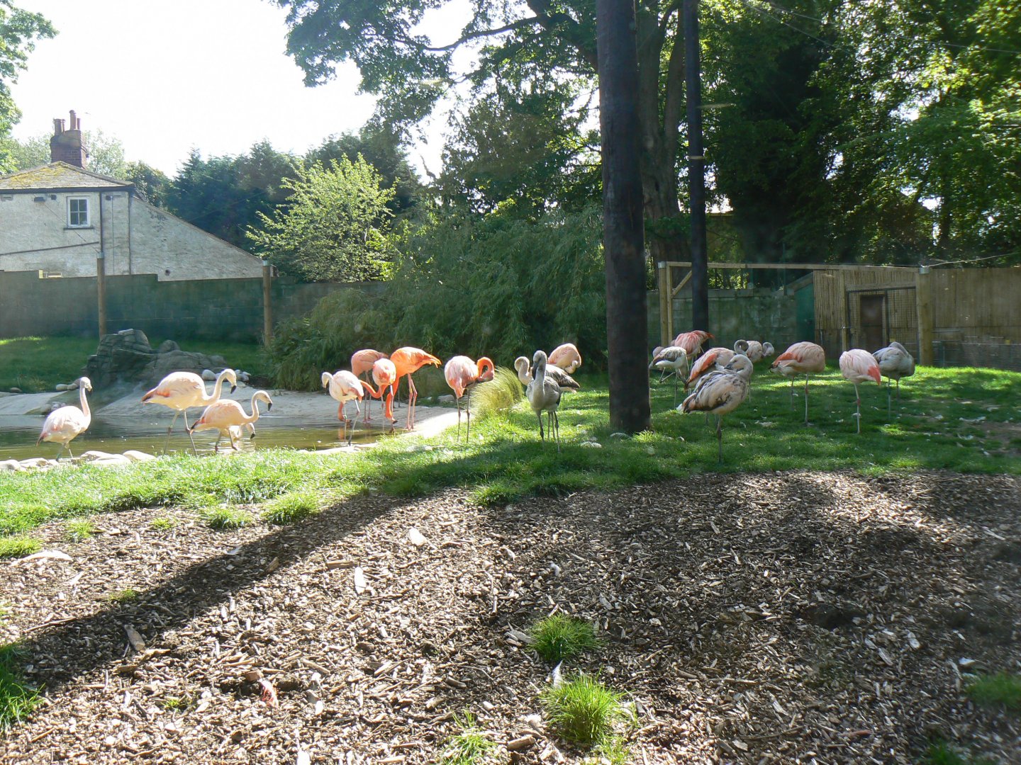 Flamingo Aviary - 13 May 2018