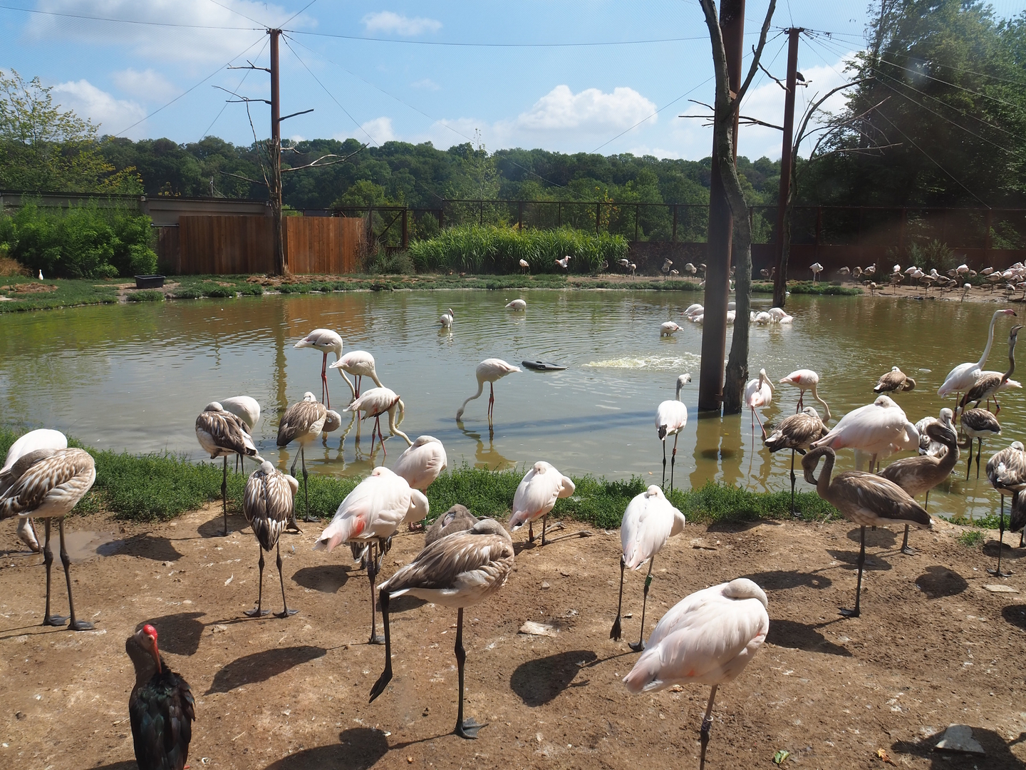 Flamingo aviary, 2022-08-20