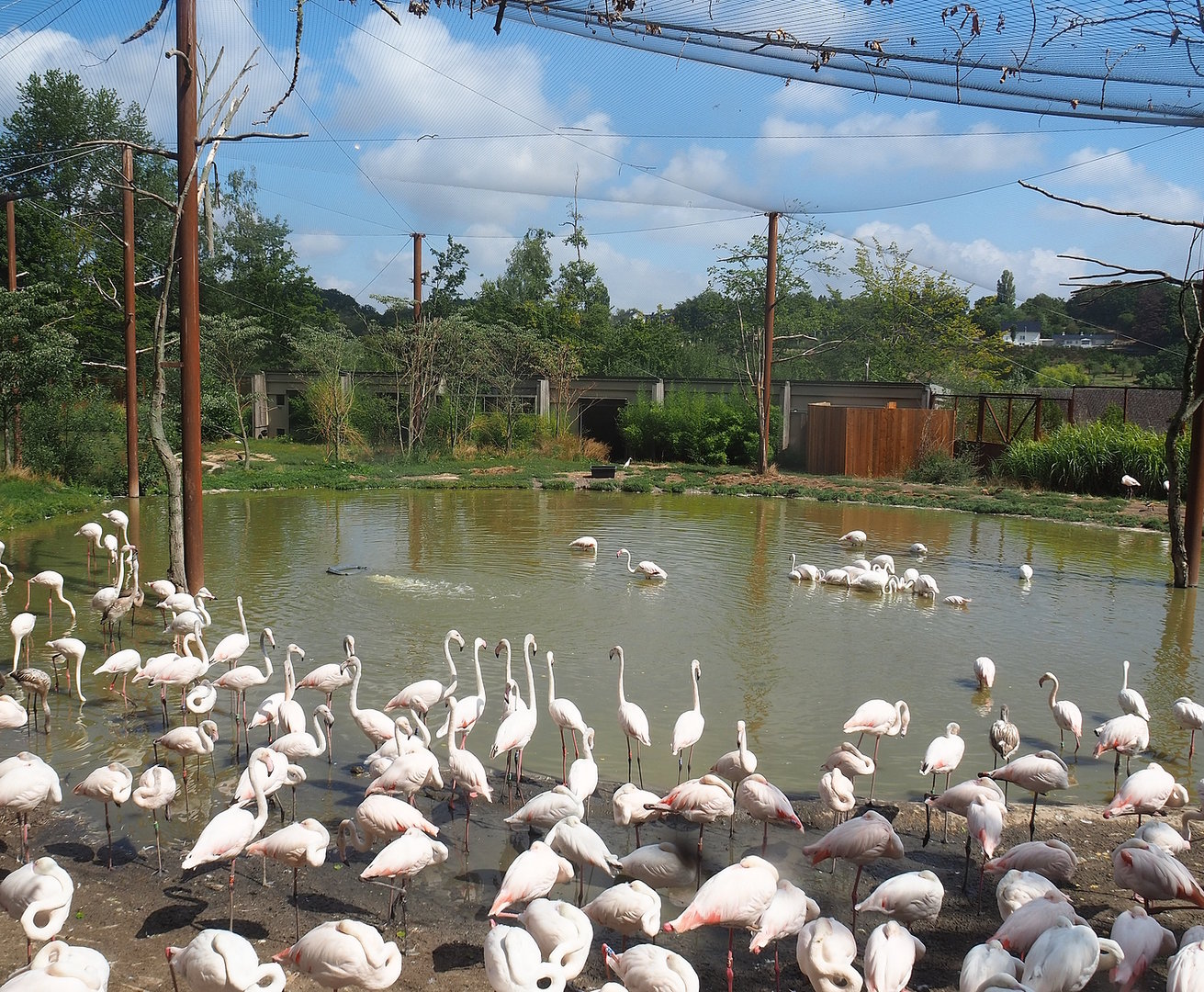 Flamingo aviary, 2022-08-20