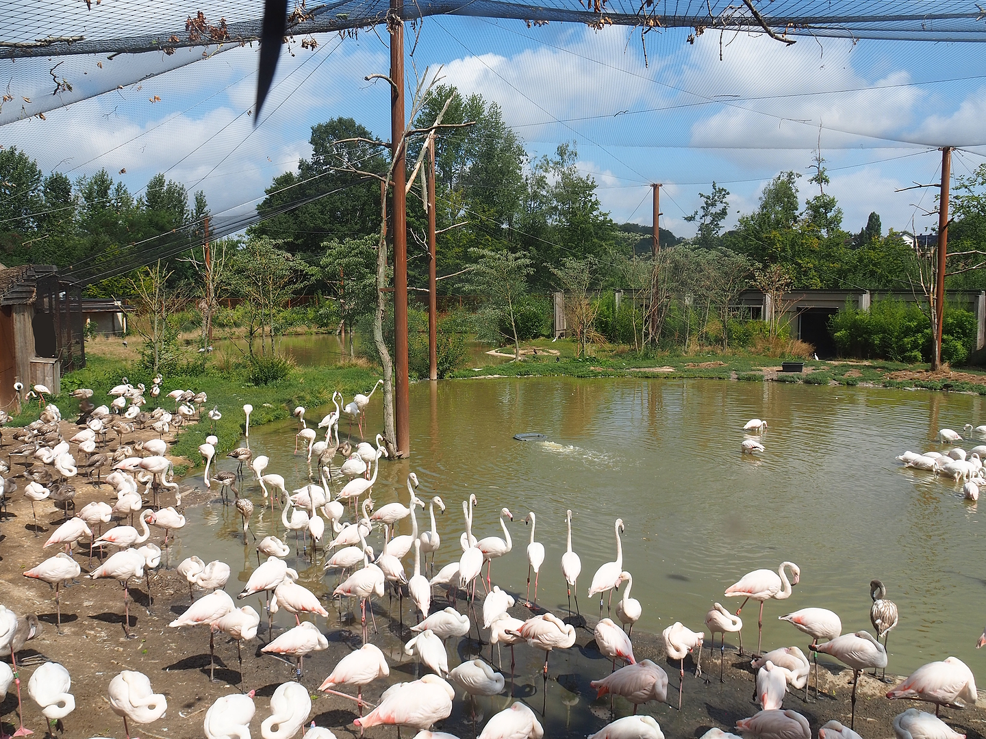 Flamingo aviary, 2022-08-20