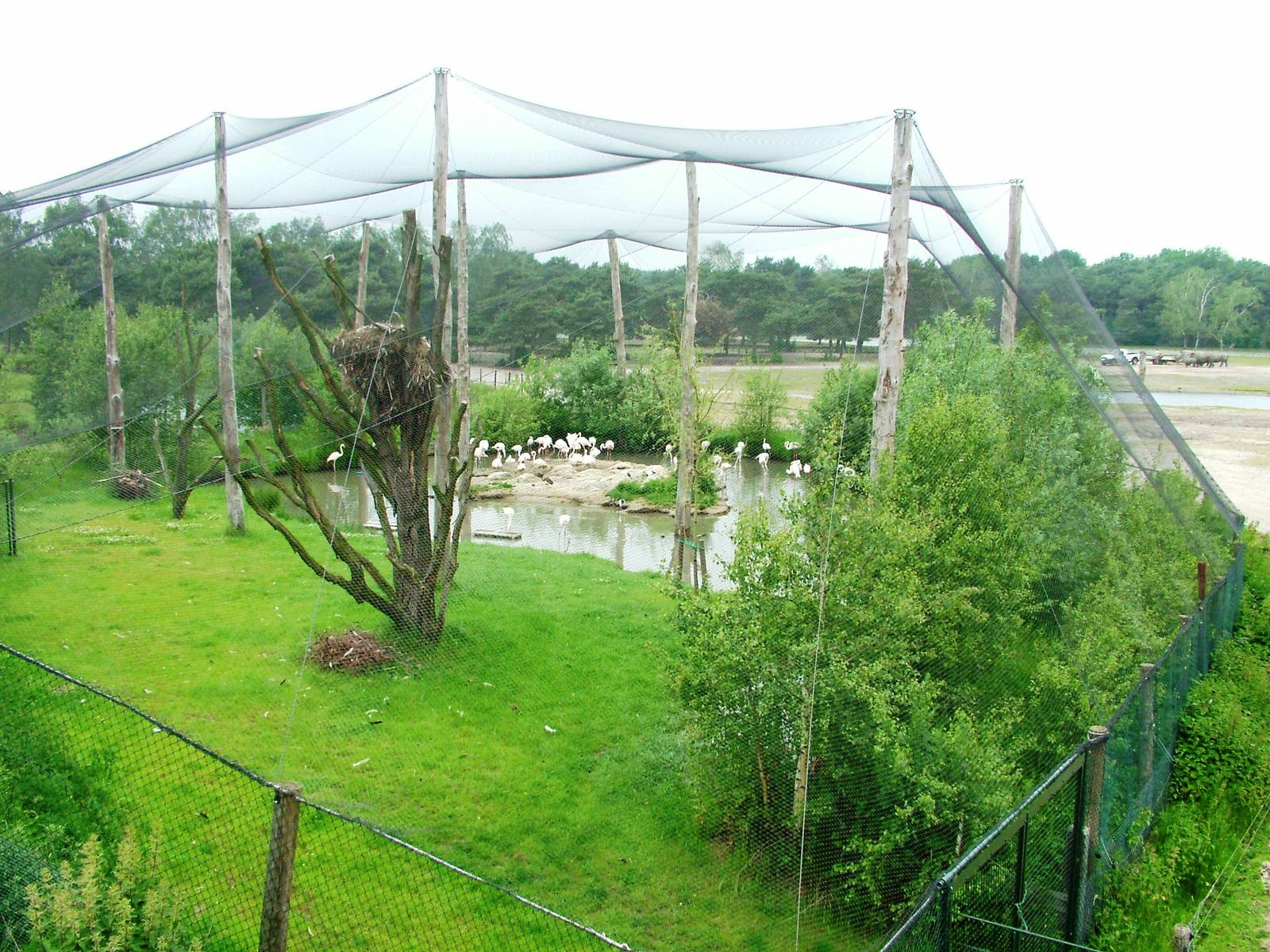 Flamingo Aviary at Beekse Bergen, 31/05/12