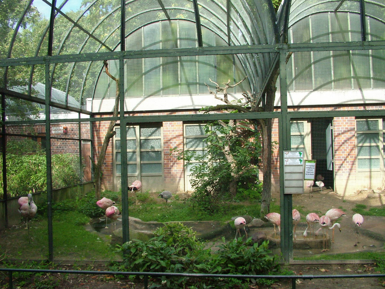 Flamingo Aviary at Berlin Zoo, 31/08/11