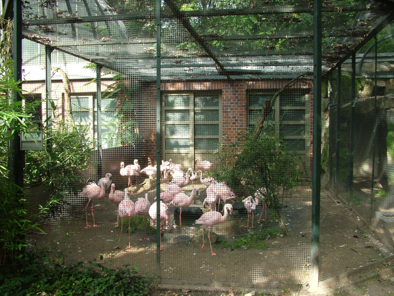 Flamingo Aviary at Berlin Zoo, 31/08/11