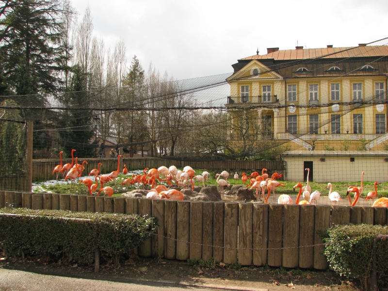 Flamingo aviary @ Dvur Kralove