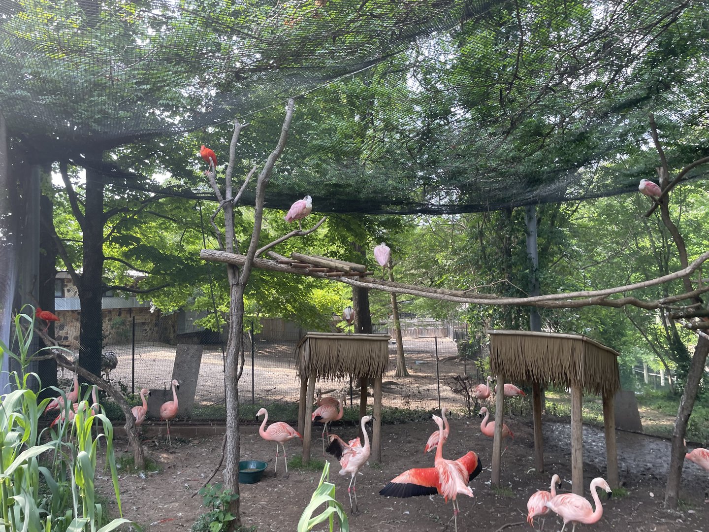 Flamingo Aviary Interior- 2023