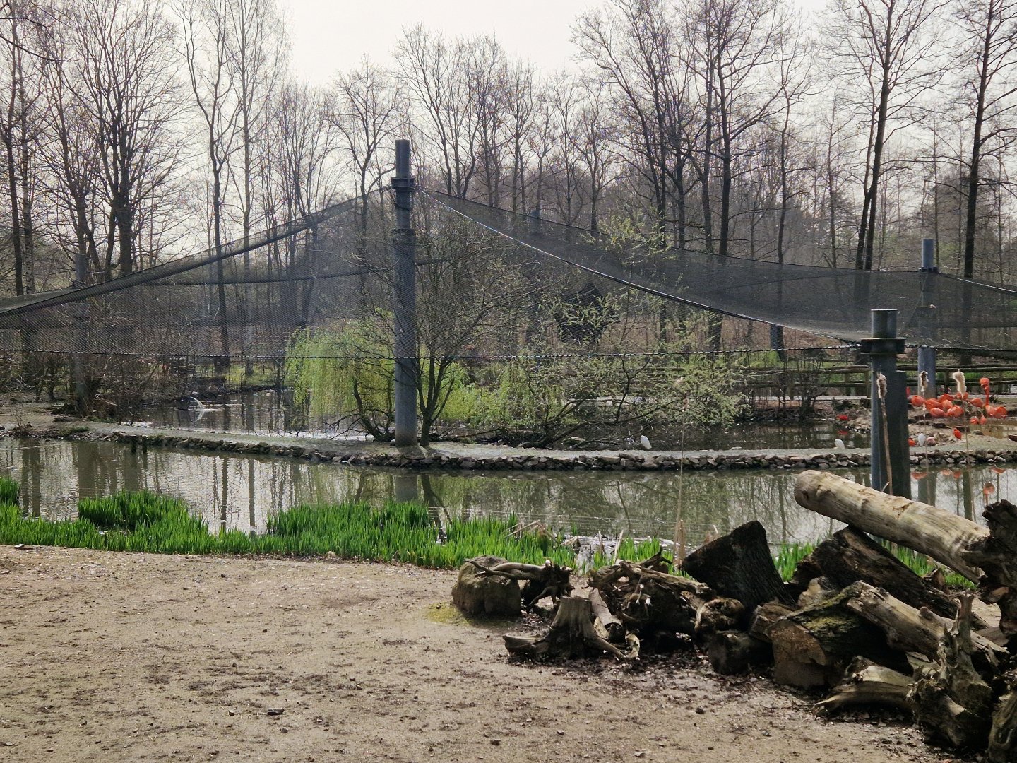 Flamingo Aviary, Limbach-Oberfrohna