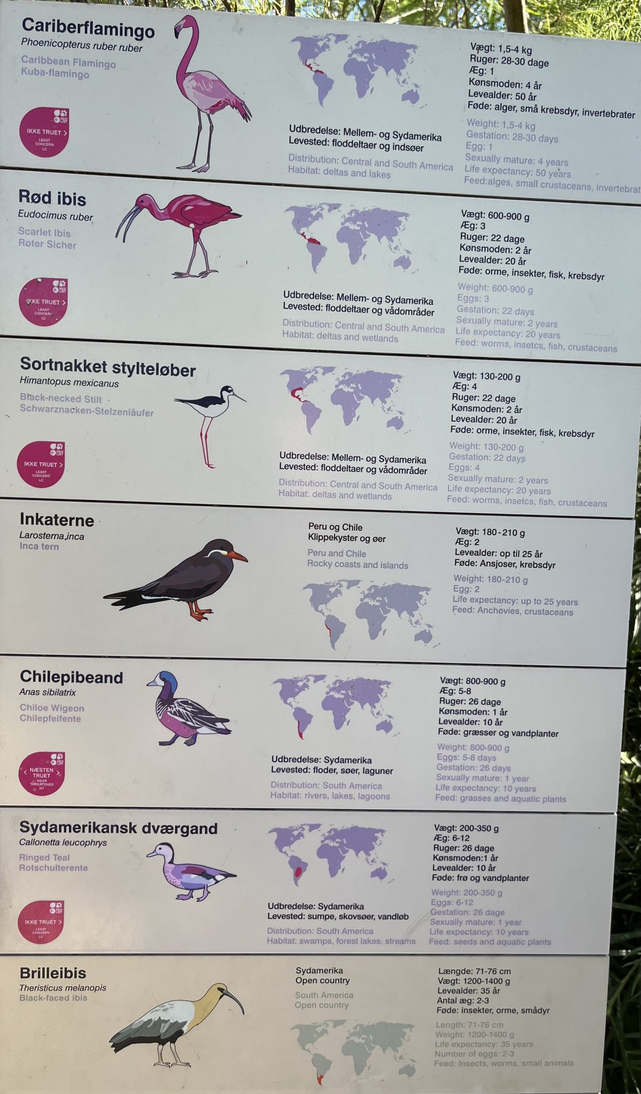 Flamingo Aviary - species list
