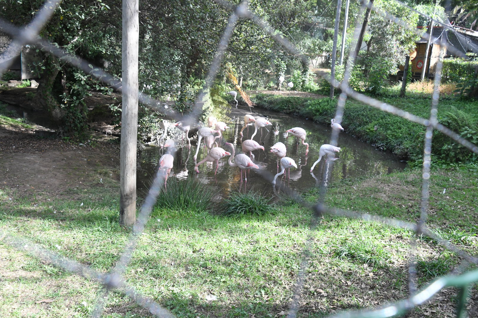 Flamingo Aviary (Zoo Lourosa)