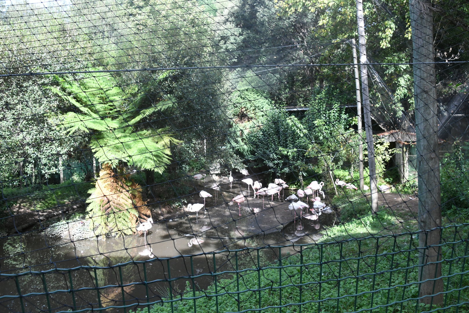 Flamingo Aviary (Zoo Lourosa)