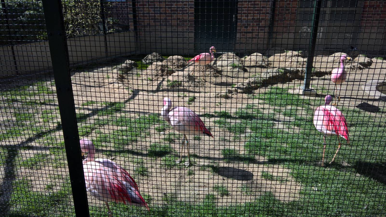 Flamingo Aviary