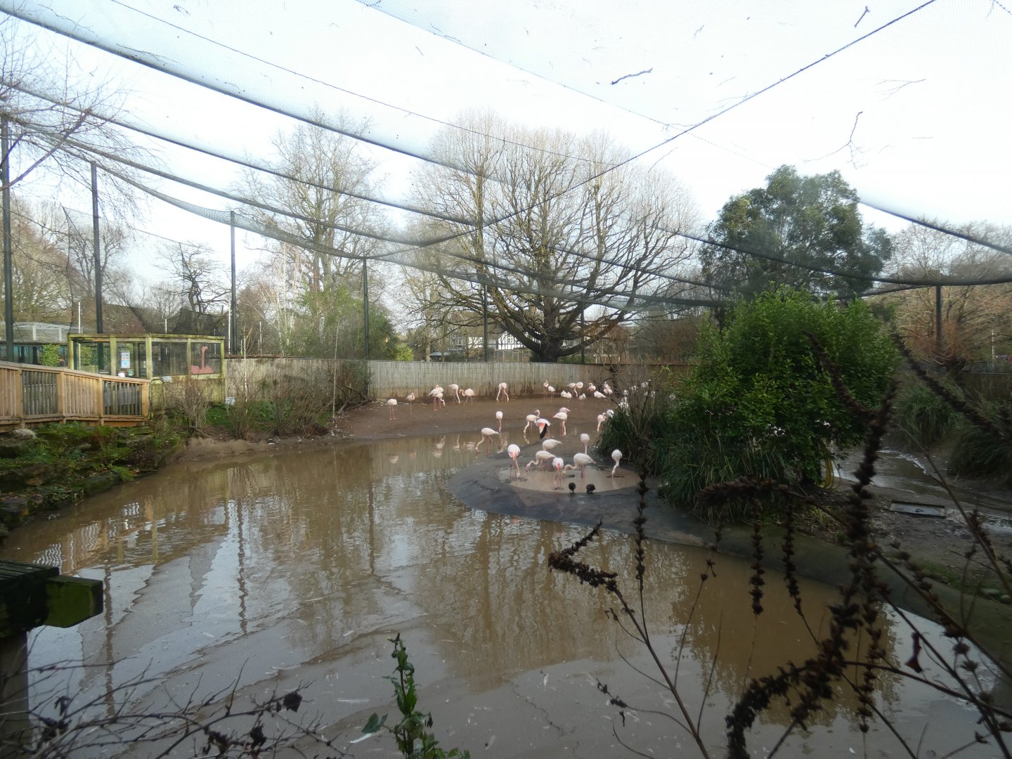 Flamingo aviary