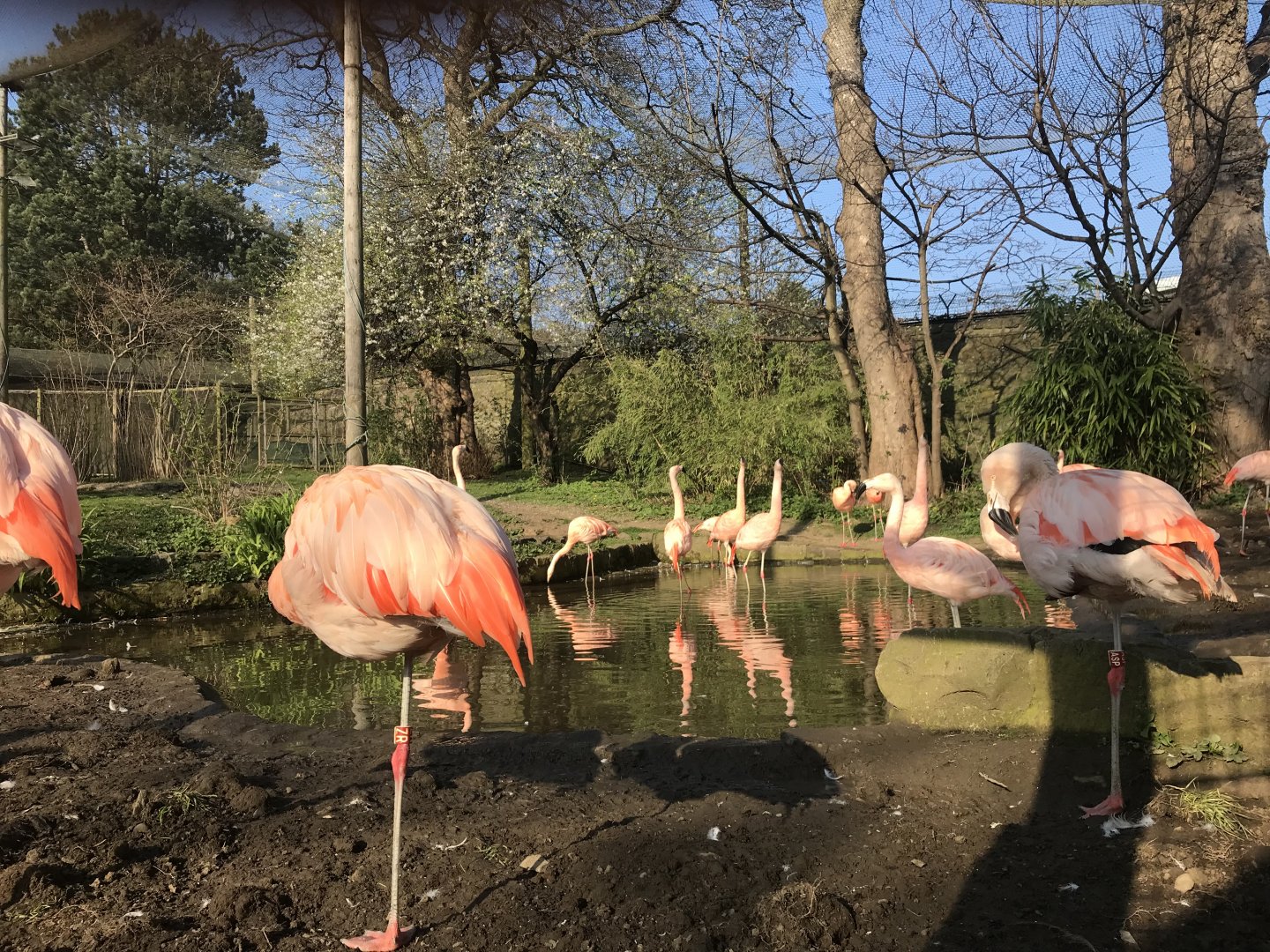 Flamingo aviary