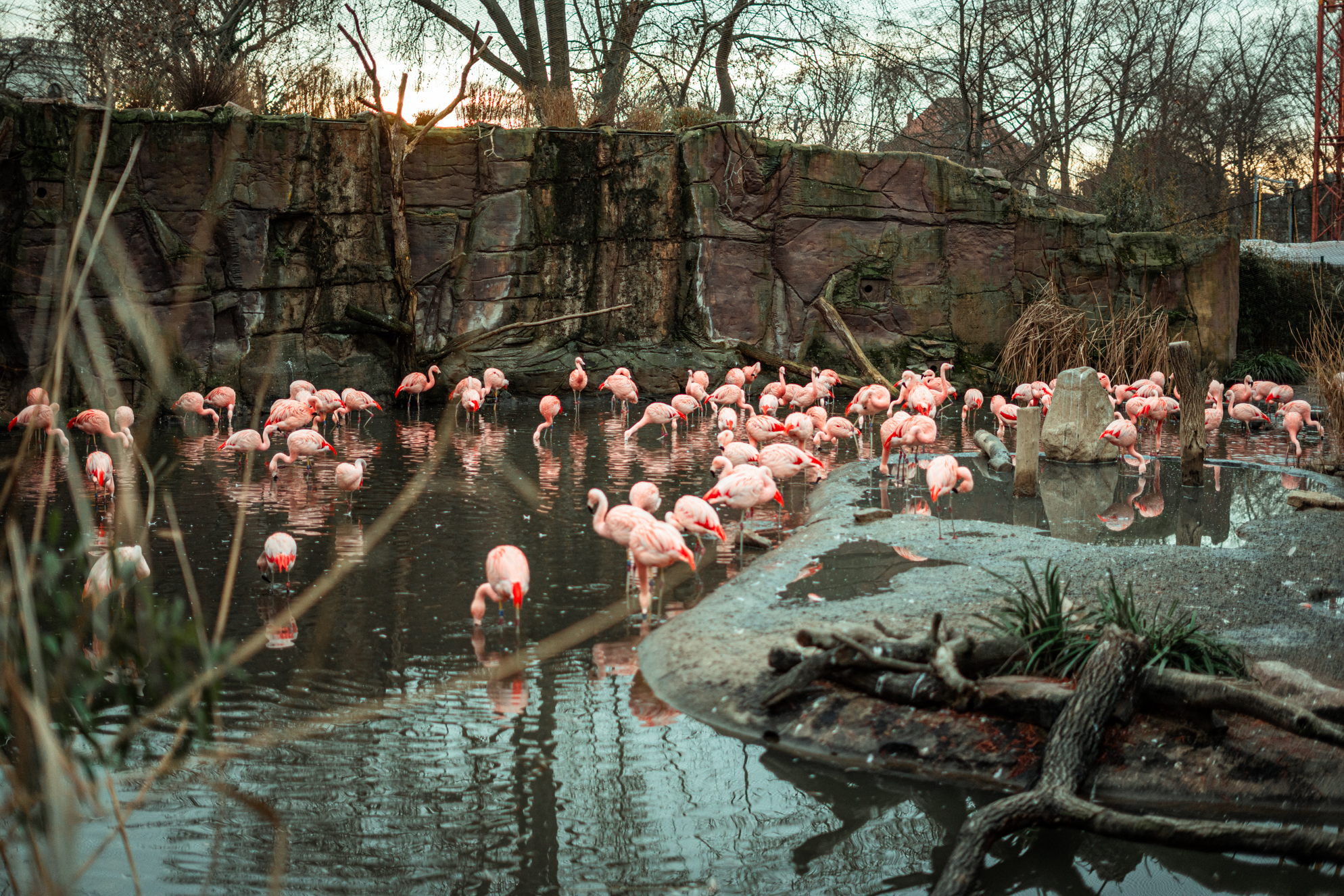Flamingo aviary