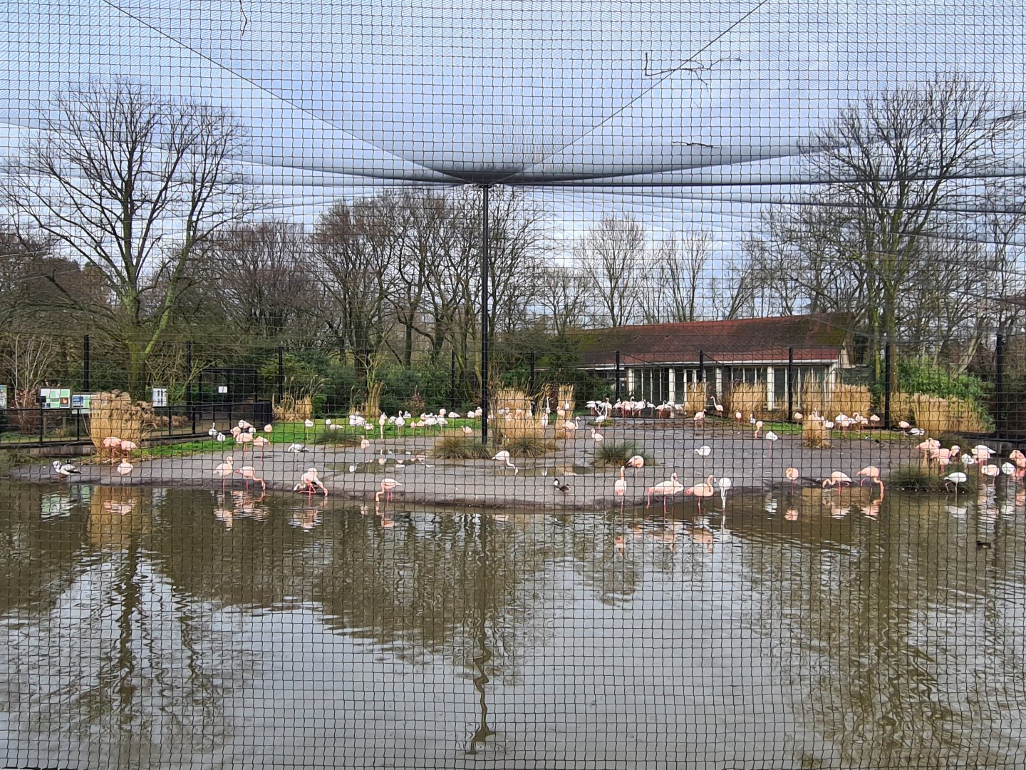 Flamingo aviary