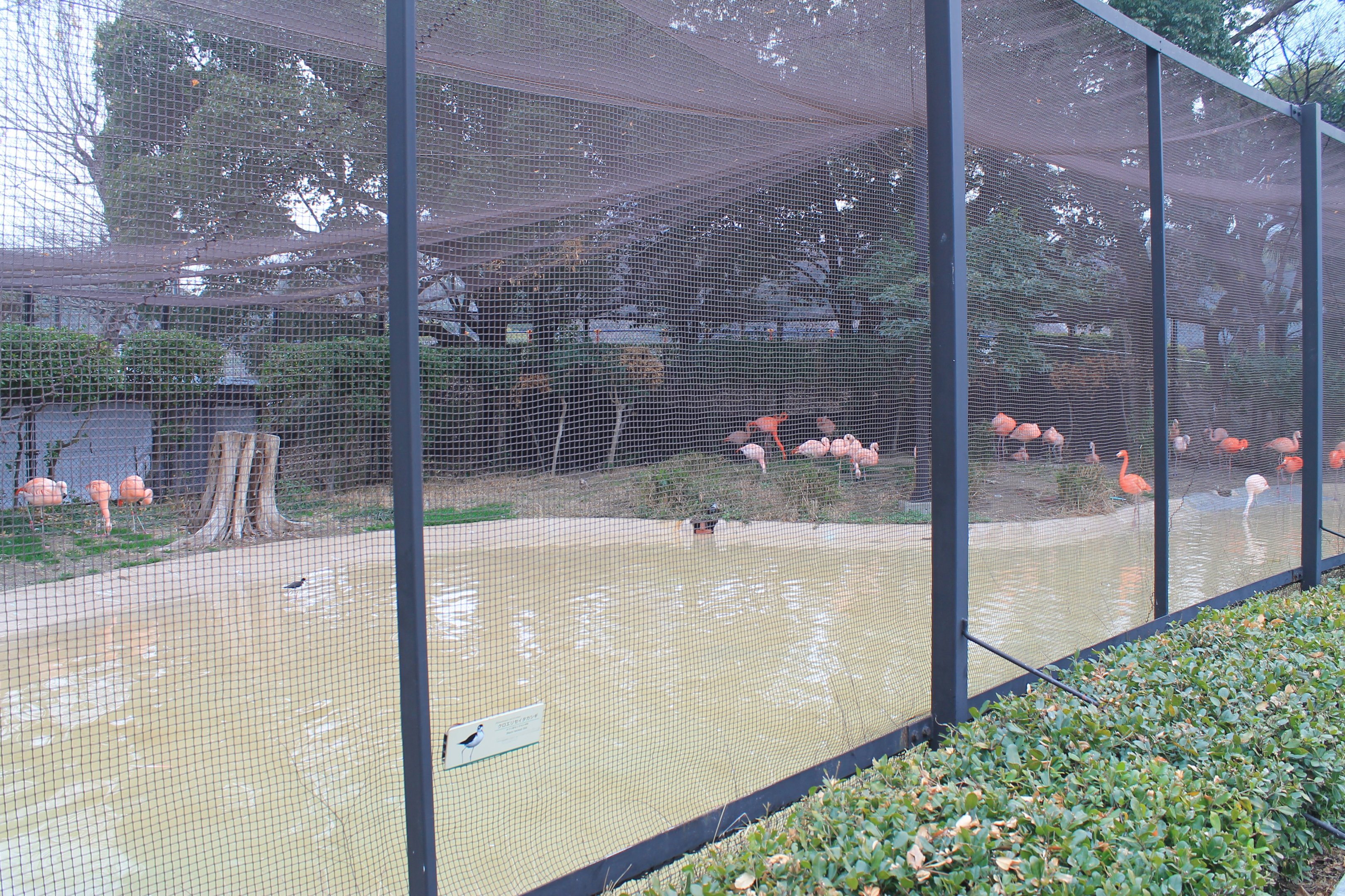 Flamingo aviary