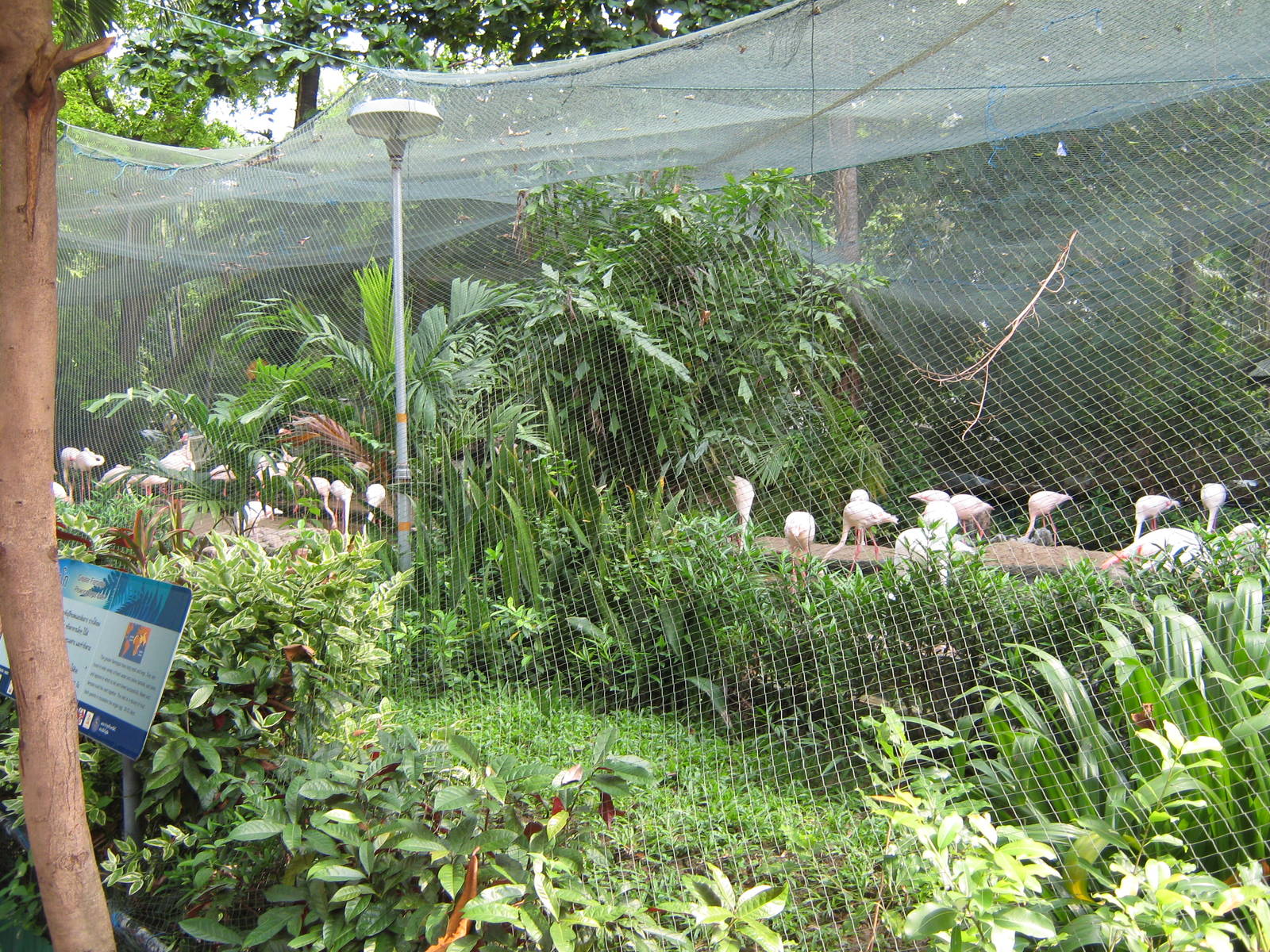 flamingo aviary