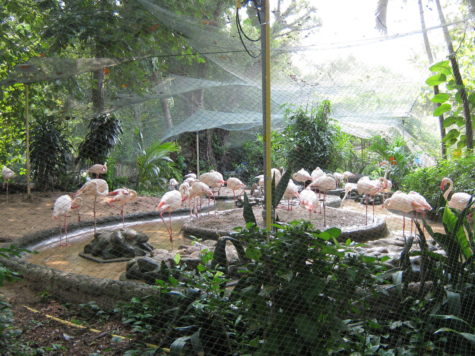 flamingo aviary