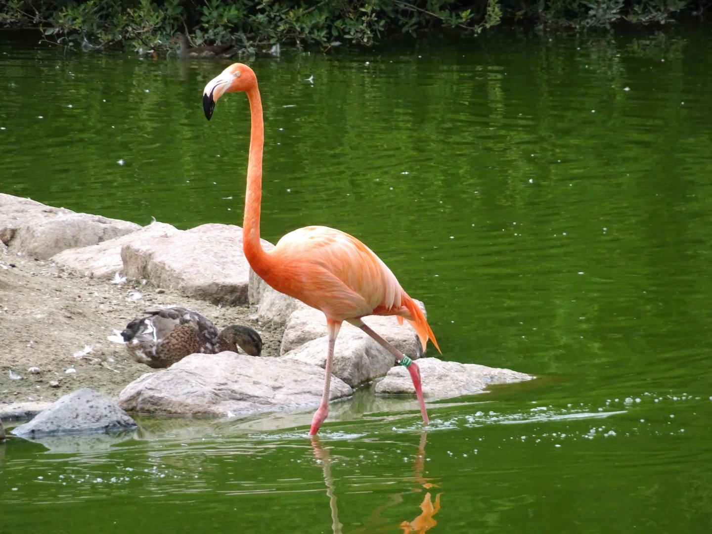 Flamingo  Blackpool Zoo 13 July 2025