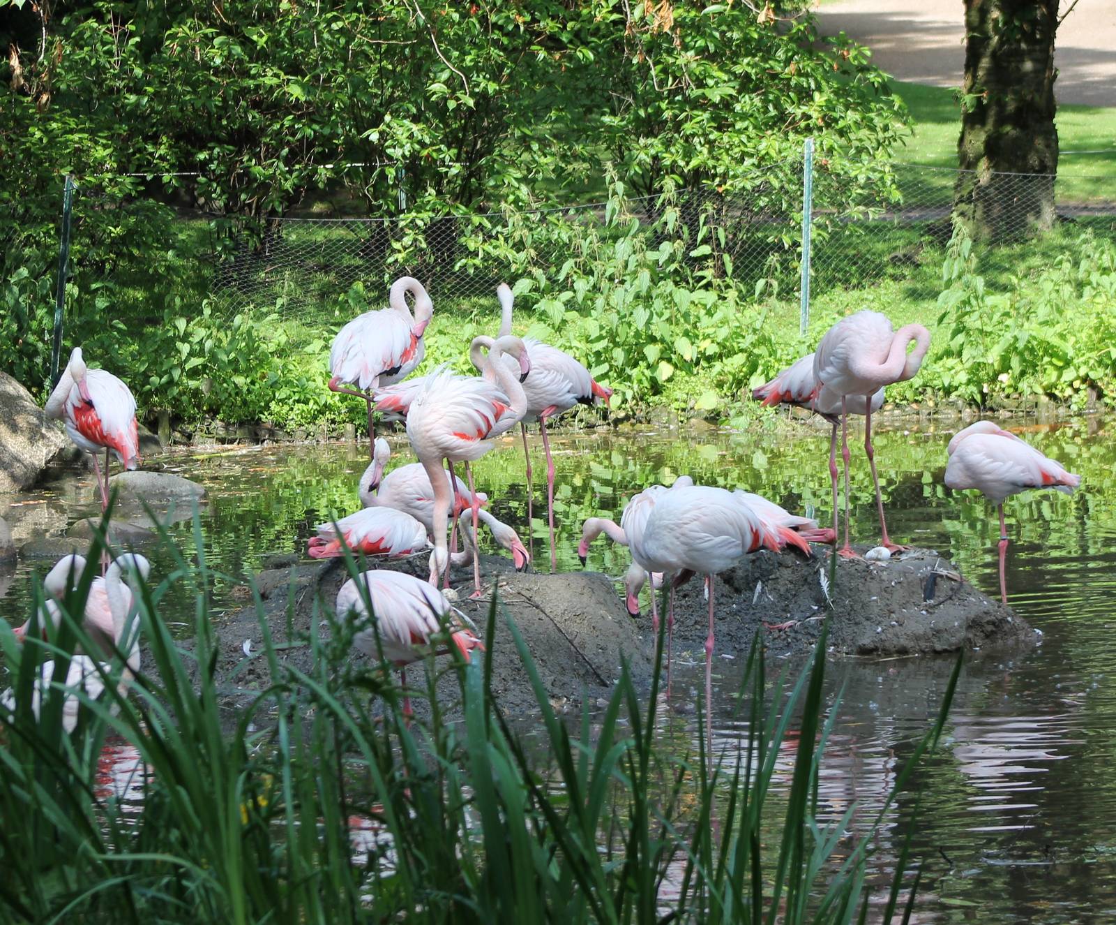 Flamingo breeding colony