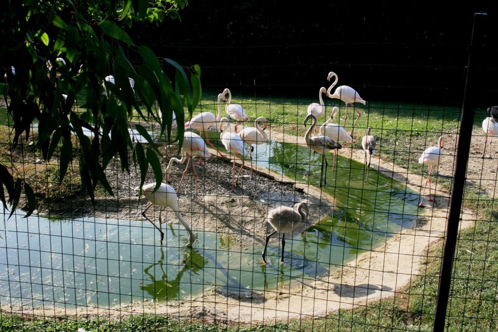 flamingo breeding flock