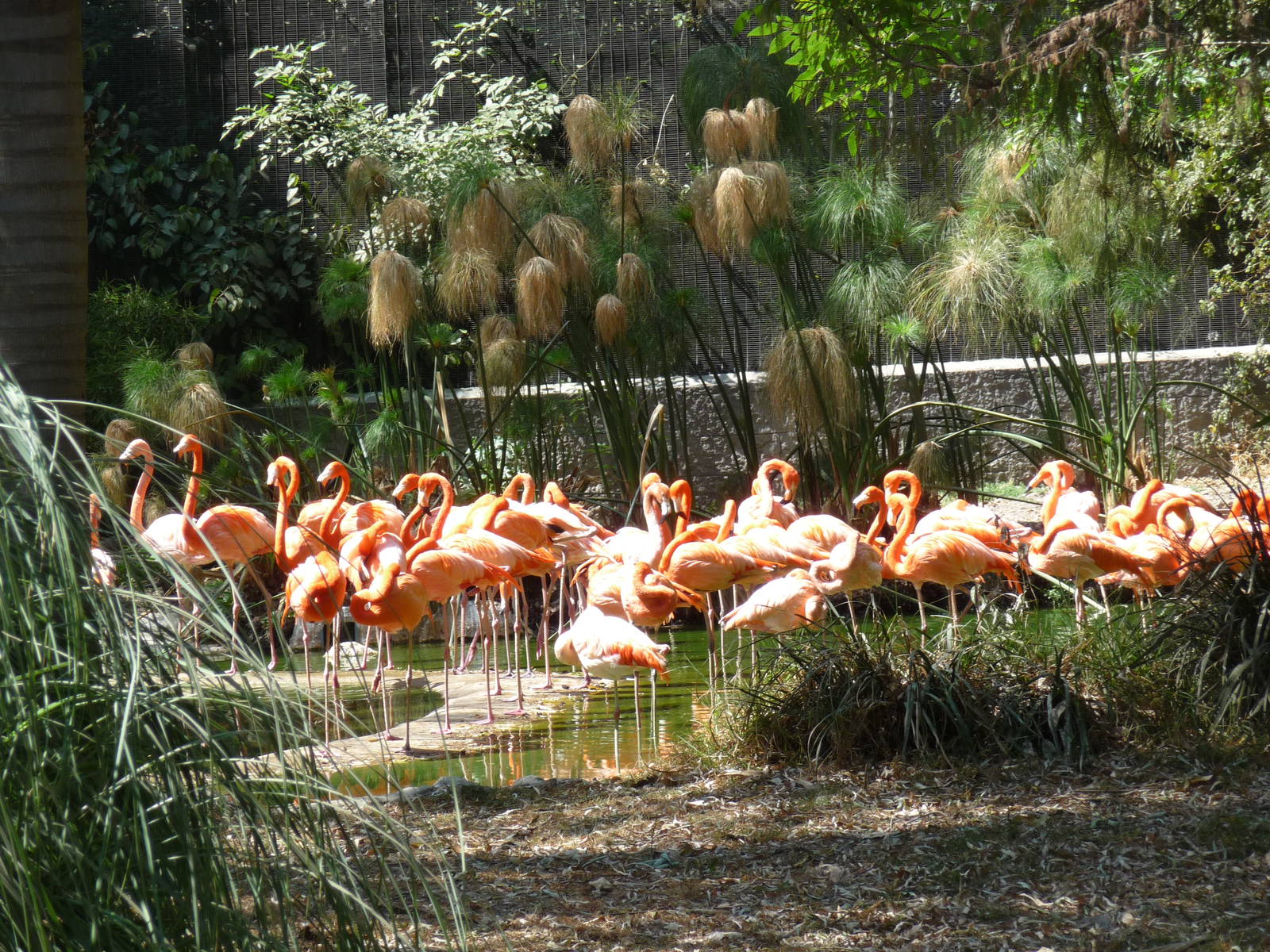 flamingo breeding group chapultepec zoo