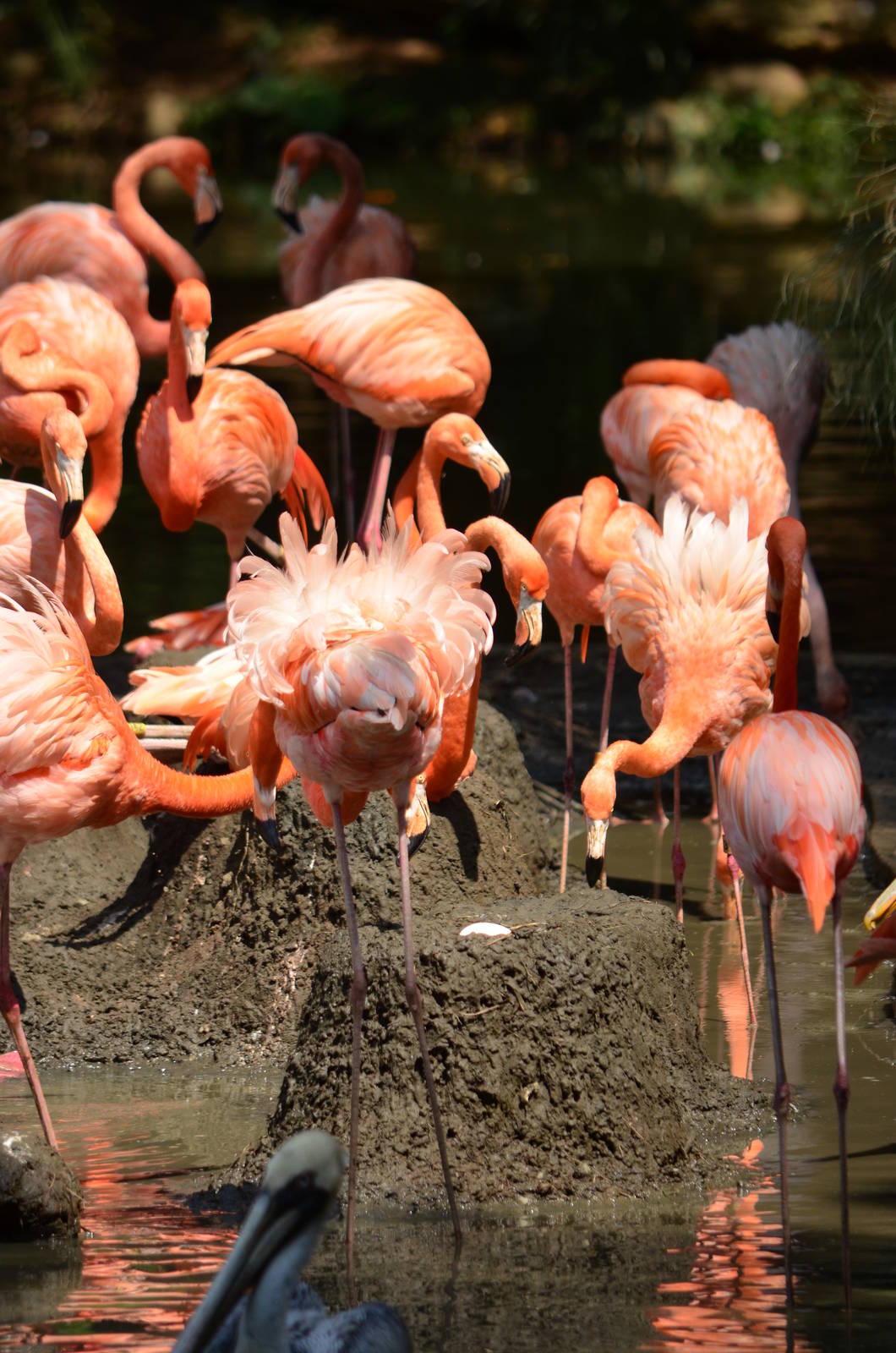 Flamingo breeding group