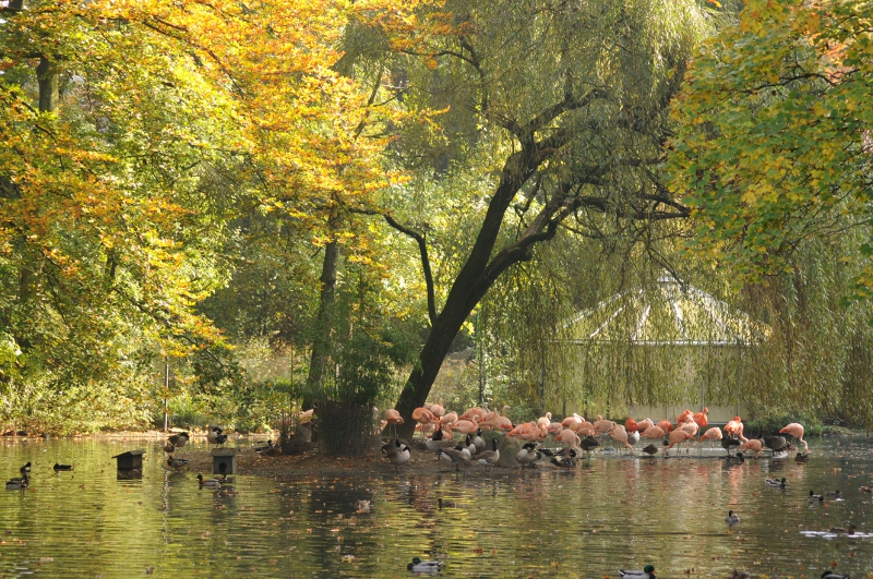 Flamingo breeding island at Dortmund