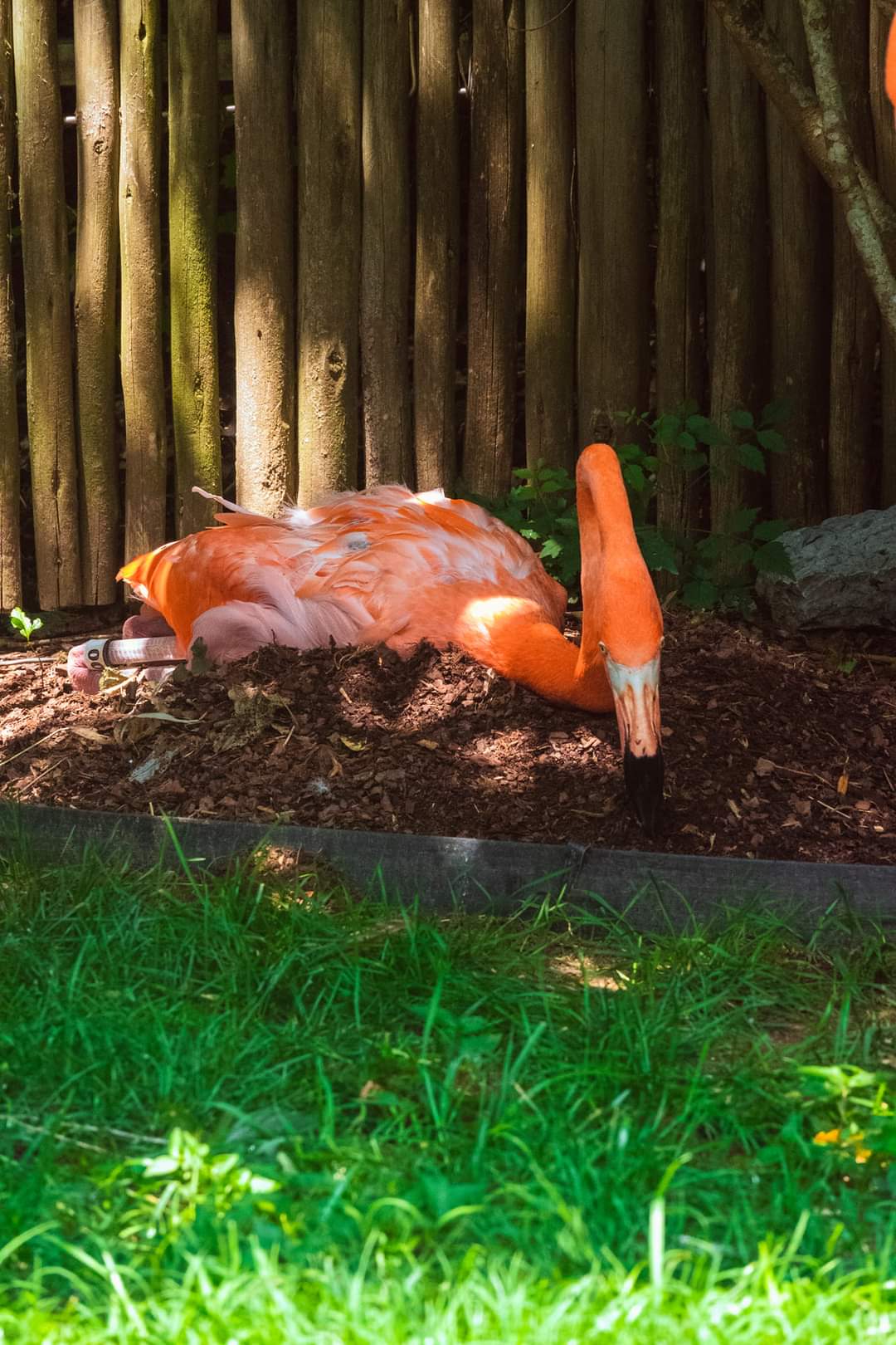 Flamingo building a nest