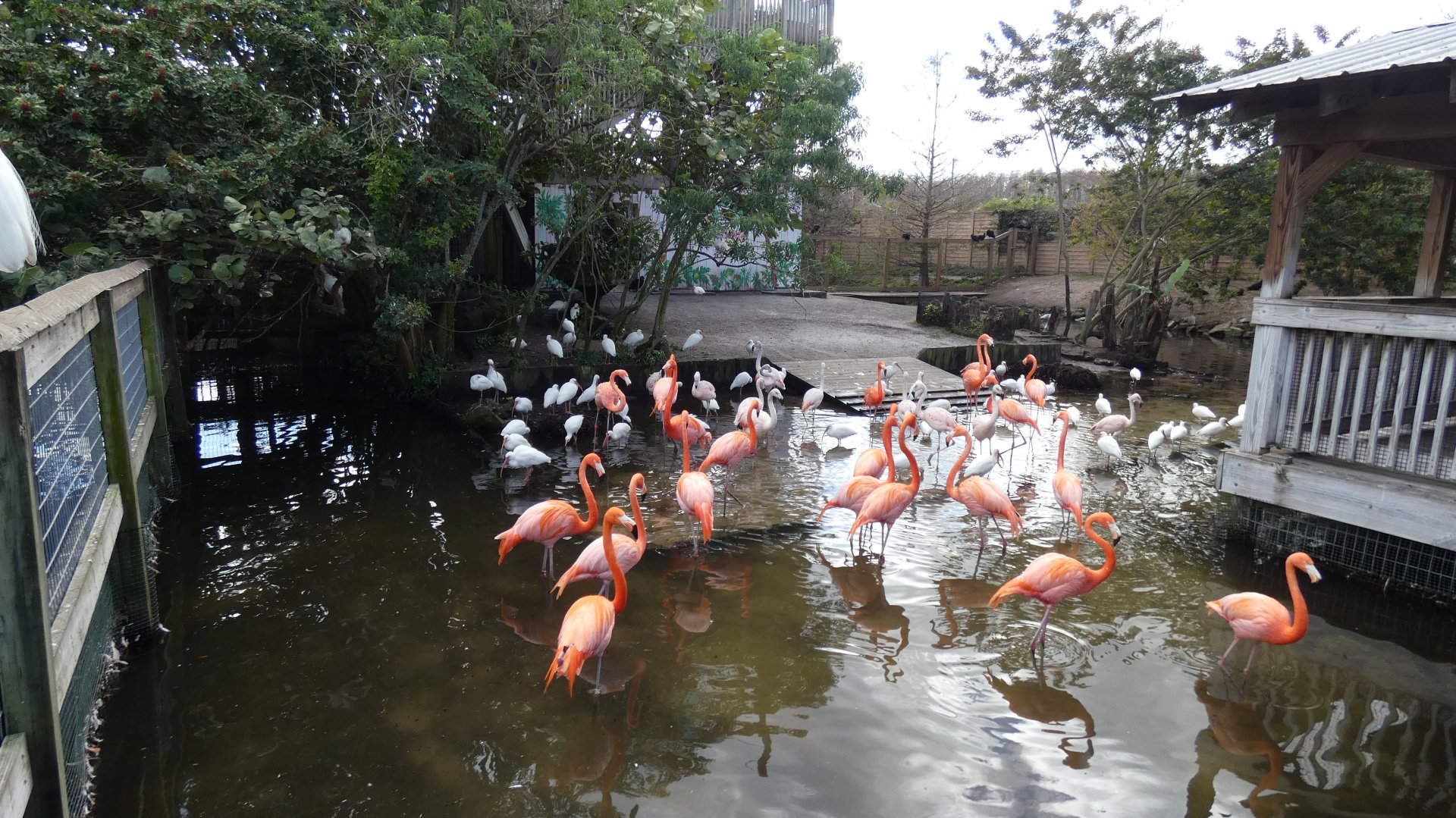 Flamingo/Capybara Enclosure - Jan. 2022