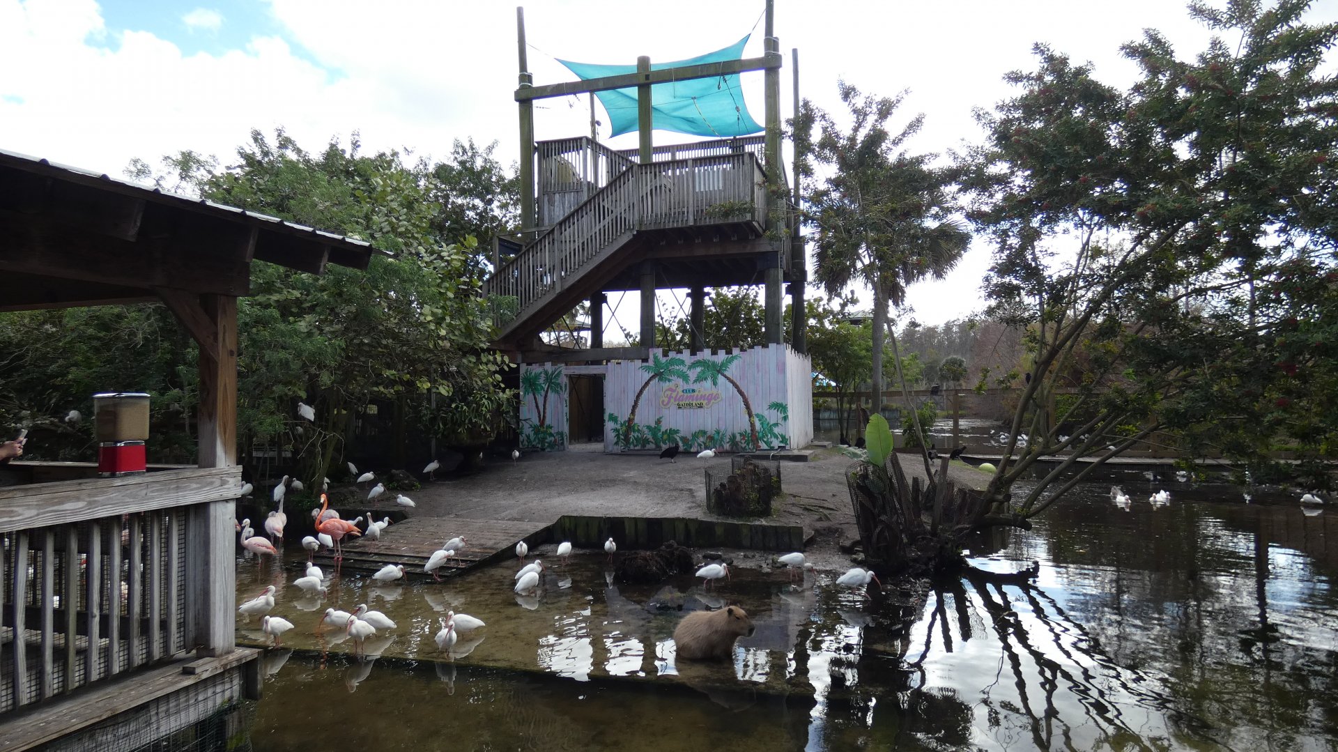 Flamingo/Capybara Enclosure - Jan. 2022