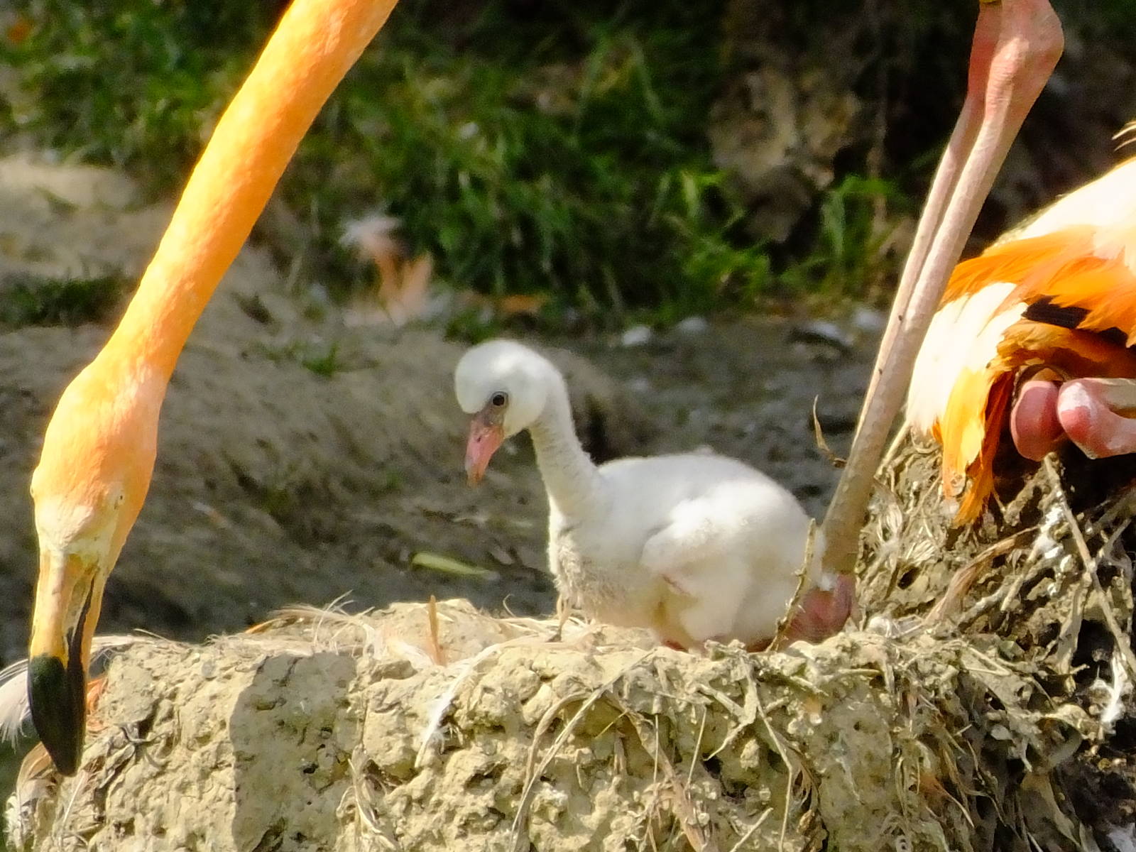 Flamingo chick, 12 July 2014