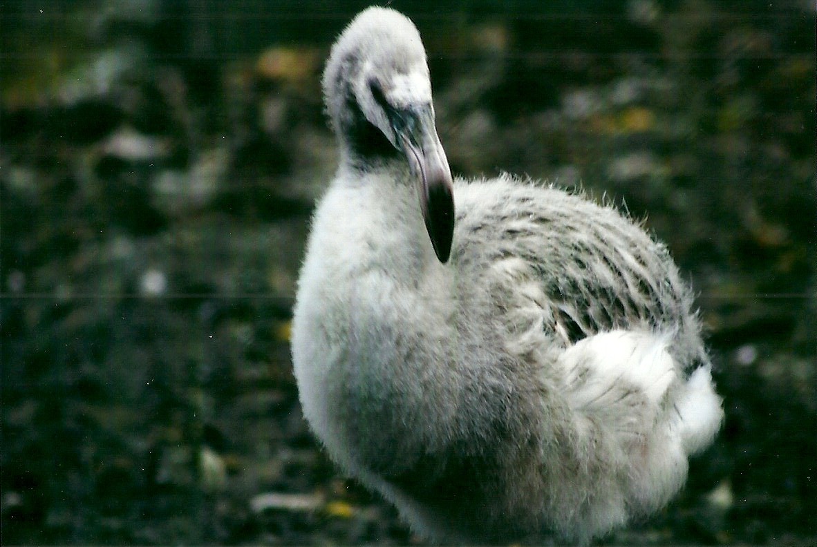 Flamingo chick 1st November 2012